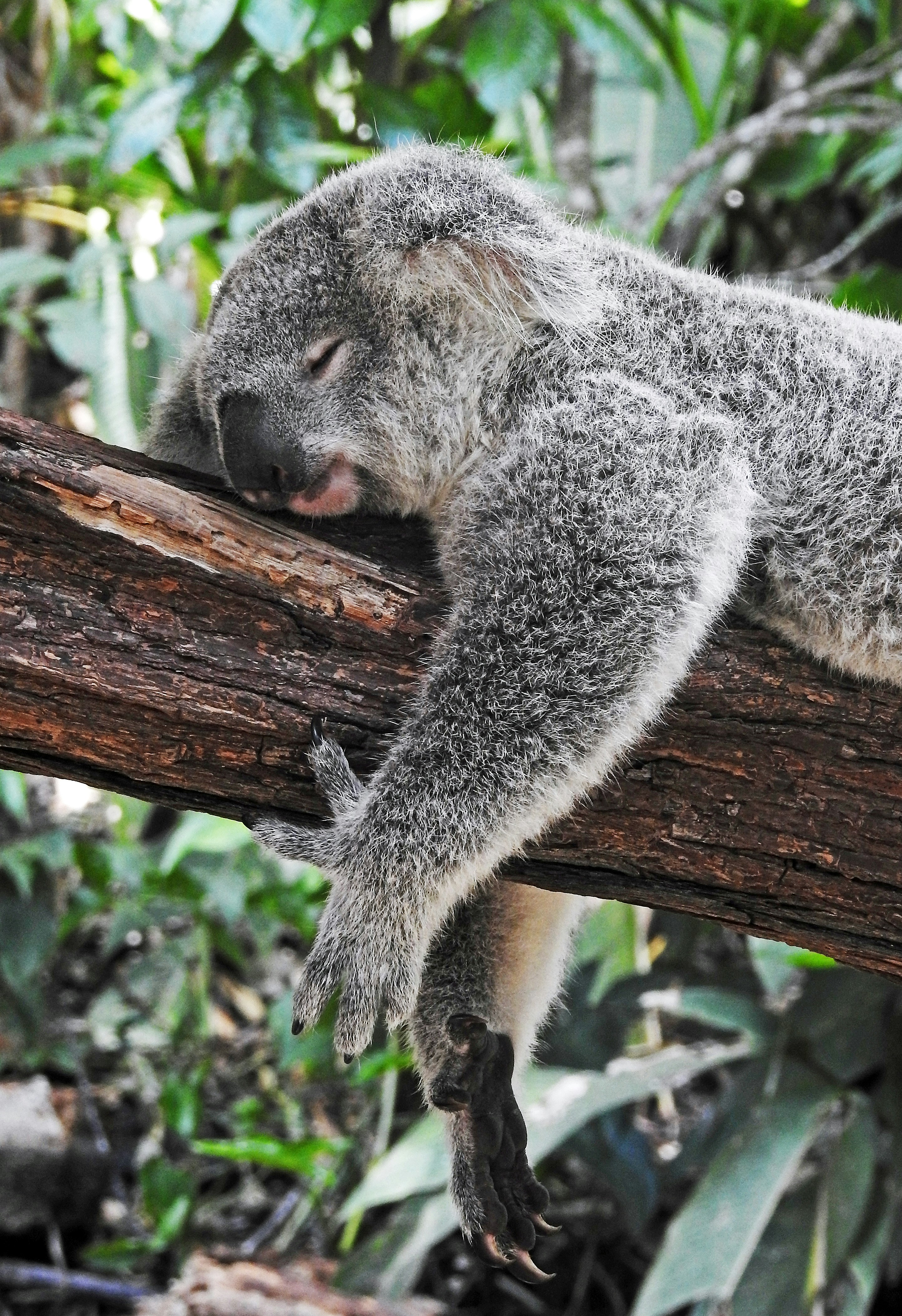 The Science of Dreams: Why We Dream and What It Means